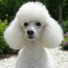 น้องหมาไม่มีกลิ่น! รวม 10 สายพันธุ์สะอาด เหมาะกับบ้านที่รักความสดชื่น